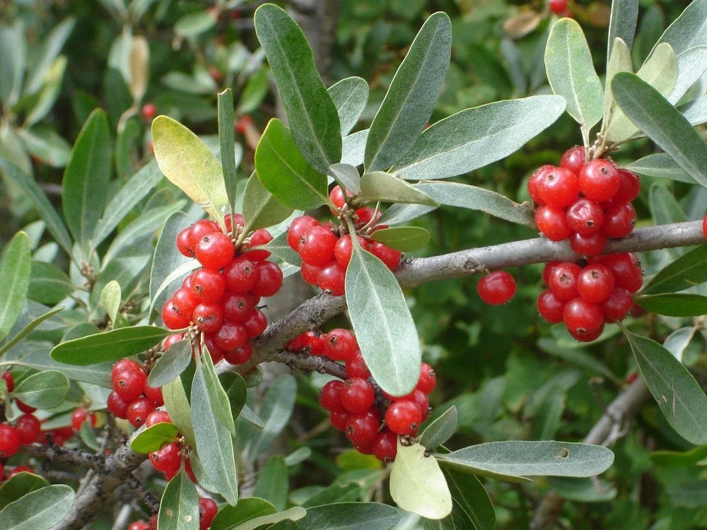 SILVER BUFFALOBERRY Shepherdia Argentea - 20+ SEEDS.