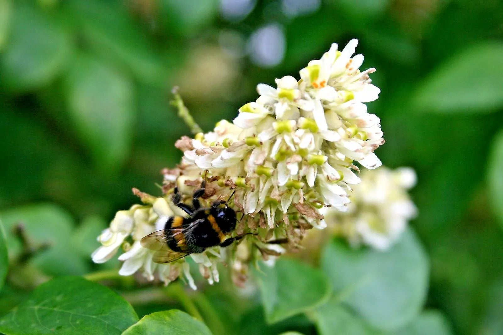 15 AMUR MAACKIA  STARBURST  SEEEDS - Maackia amurensis