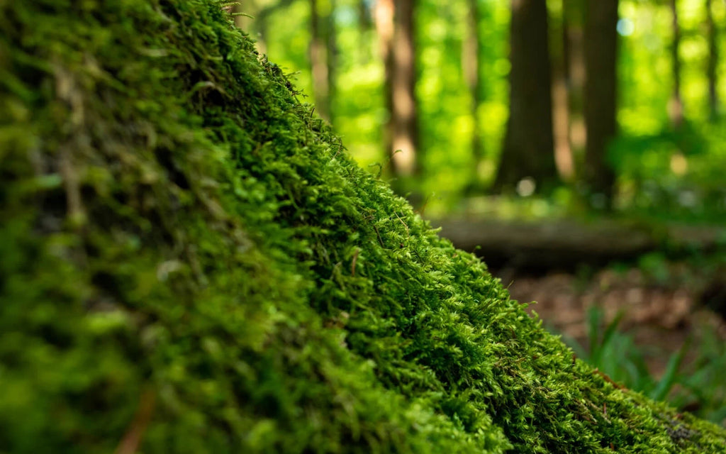1 Pound Live Green Sheet Moss