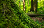 1 Pound Live Green Sheet Moss