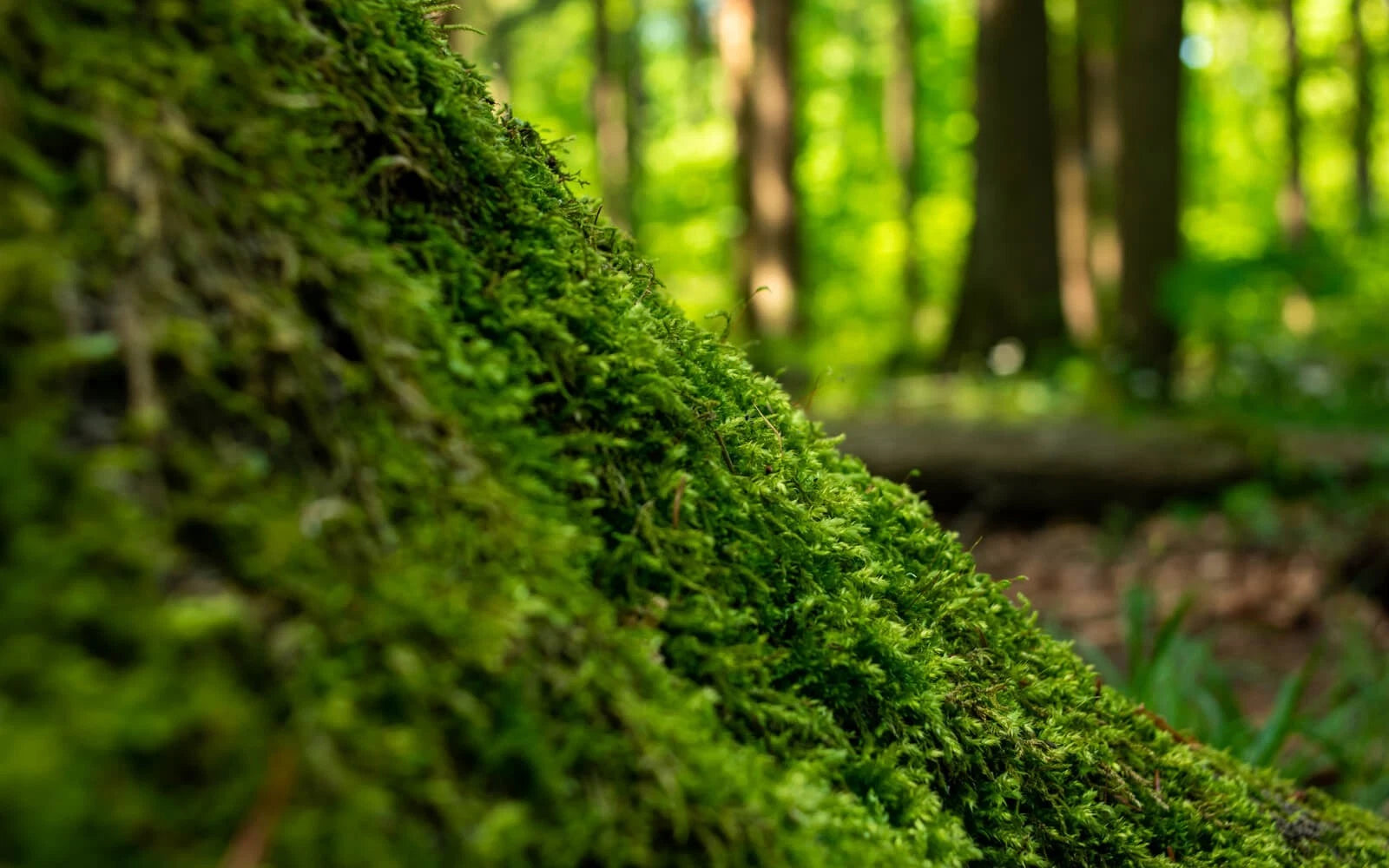 1 Pound Live Green Sheet Moss