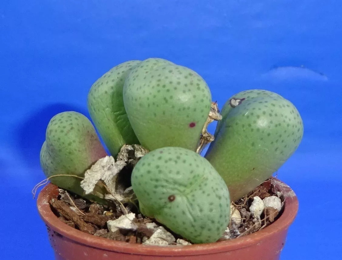 Conophytum truncatum 'subglobosum', minimum 5 heads!, Phyto available