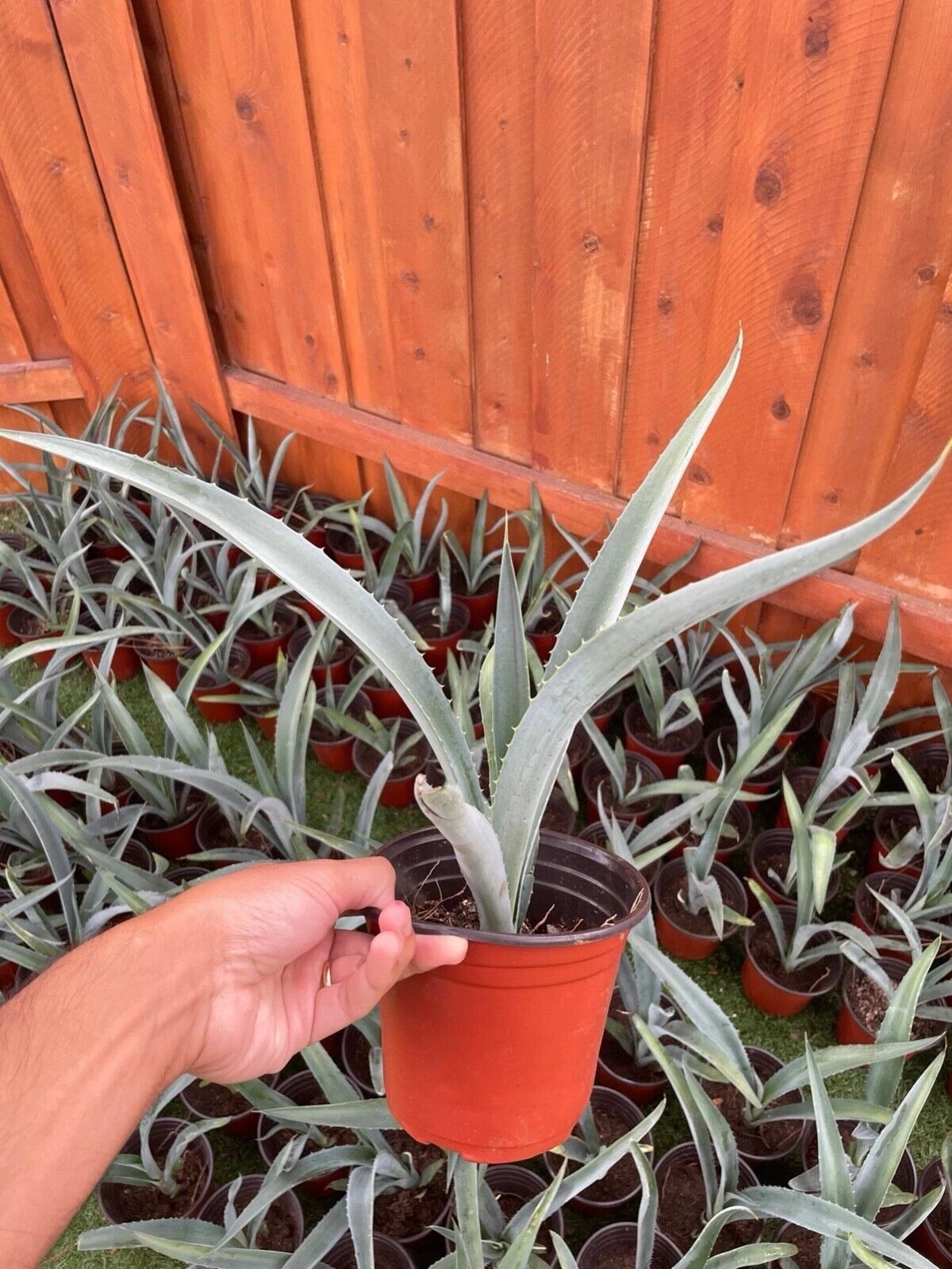 14 Blue Agave Plant Planter (A Tequilana) Indoor/Outdoor Succulent Home Decor