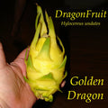 ~GOLDEN DRAGON~ DragonFruit Pitaya White Pulp Yellow Fruits Undatus Seeds EXOTIC