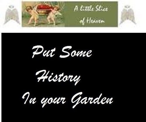 10 Orange Strawberry Heirloom Historical  Plus 2 Packs of Vegetable Seeds