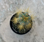 Pilosocereus Azureus, 'Blue Candle', Comes in a 2.5 Pot