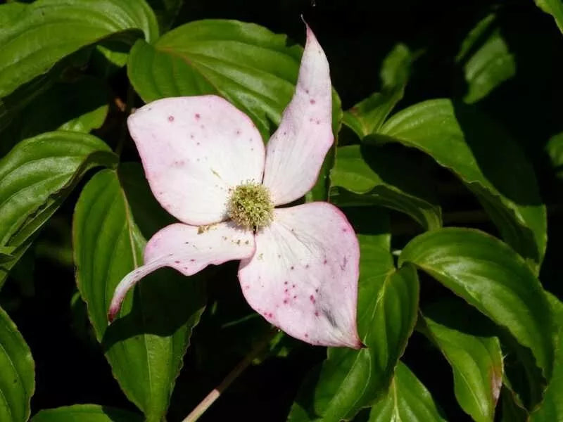 12 SANTOMI KOUSA DOGWOOD SEEEDS  - Cornus kousa 'Satomi'  ( pink flowers )