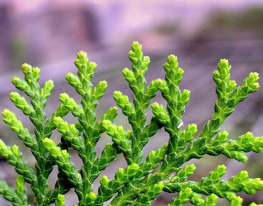 ORIENTAL ARBORVITAE Thuja Orientalis - 10+ SEEDS