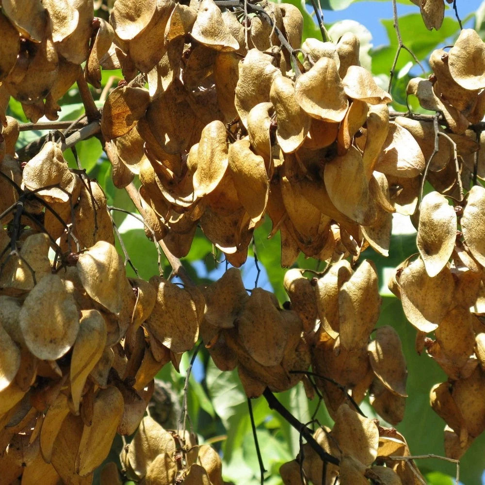 CHINESE PARASOL TREE Firmiana Simplex - 10+ SEEDS