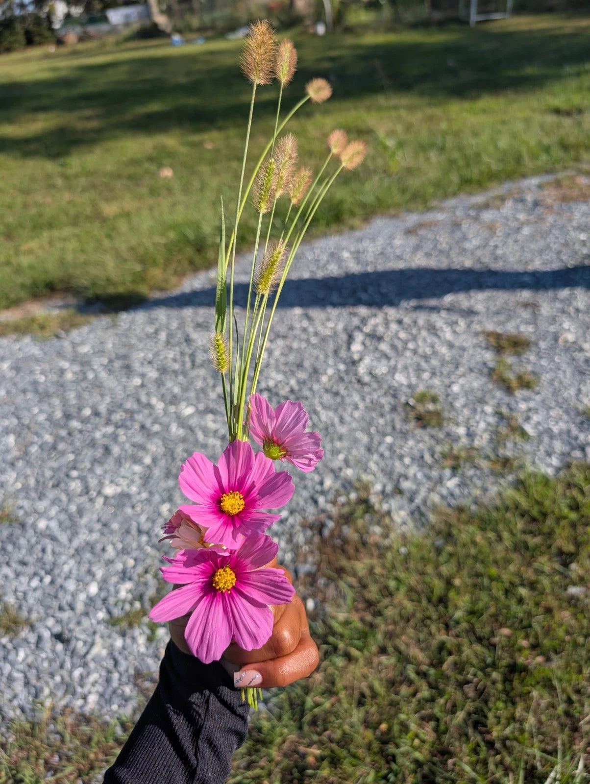 100 Mixed Cosmos Seeds ¨C Pink, White & Magenta ¨C Easy Annual ¨C...
