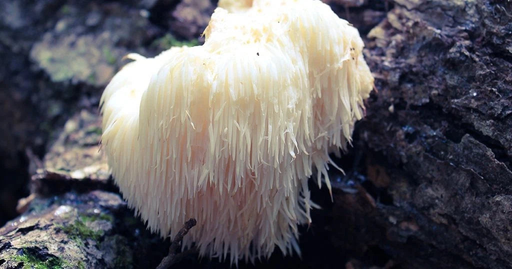 1 LB Lion's Mane Gourmet mushroom Grain Spawn US Seller!!!