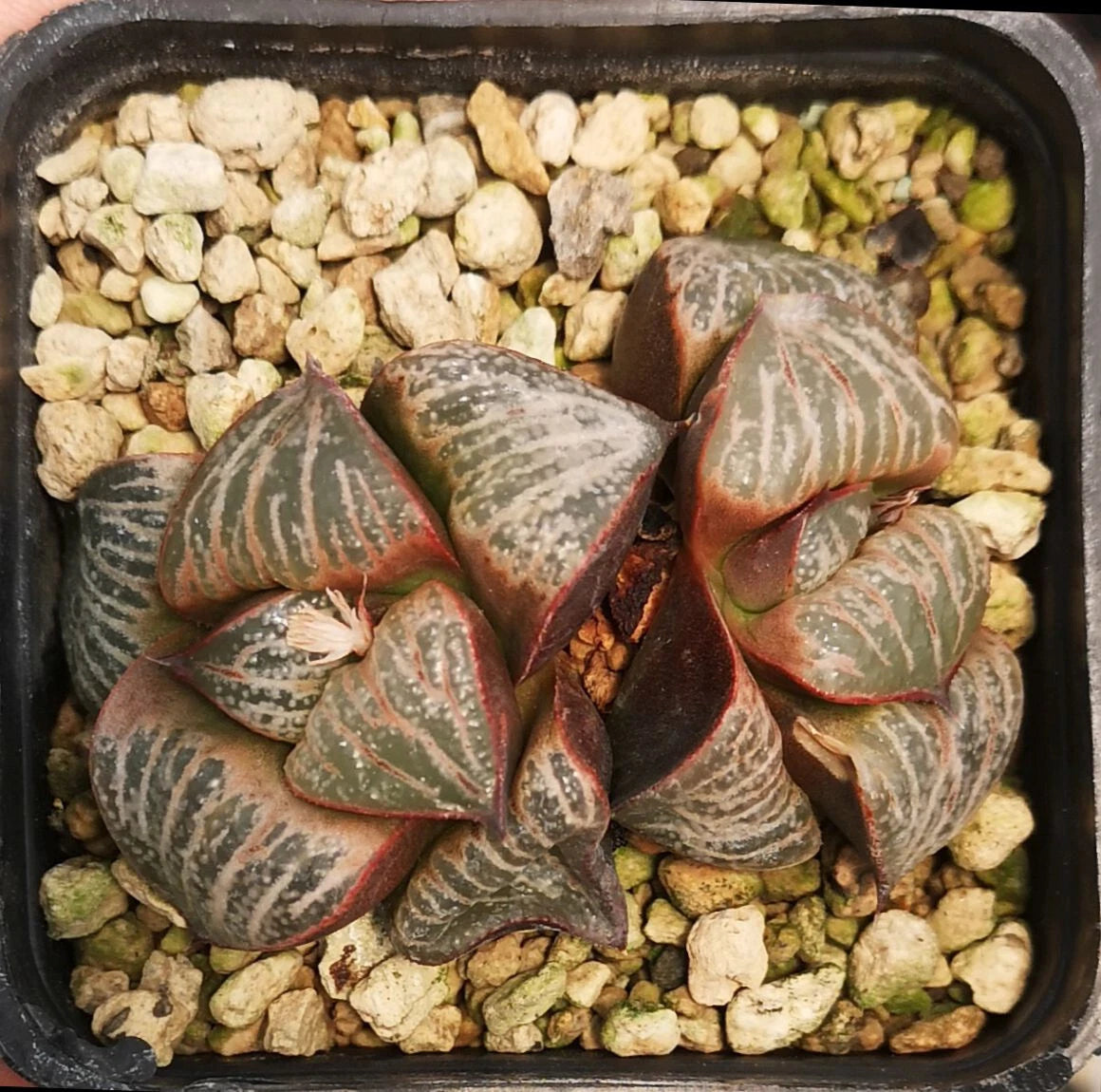 HW112 Haworthia splendens 'Horigawa No.1', Phyto available