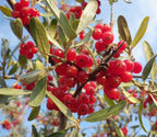 SILVER BUFFALOBERRY Shepherdia Argentea - 20+ SEEDS.