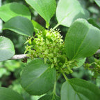 EUROPEAN BUCKTHORN Rhamnus Cathartica - 50+ SEEDS