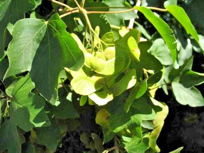 15 COMPACT HEDGE MAPLE SEEEDS - Acer campestre Compactum