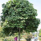 CHINESE PARASOL TREE Firmiana Simplex - 10+ SEEDS