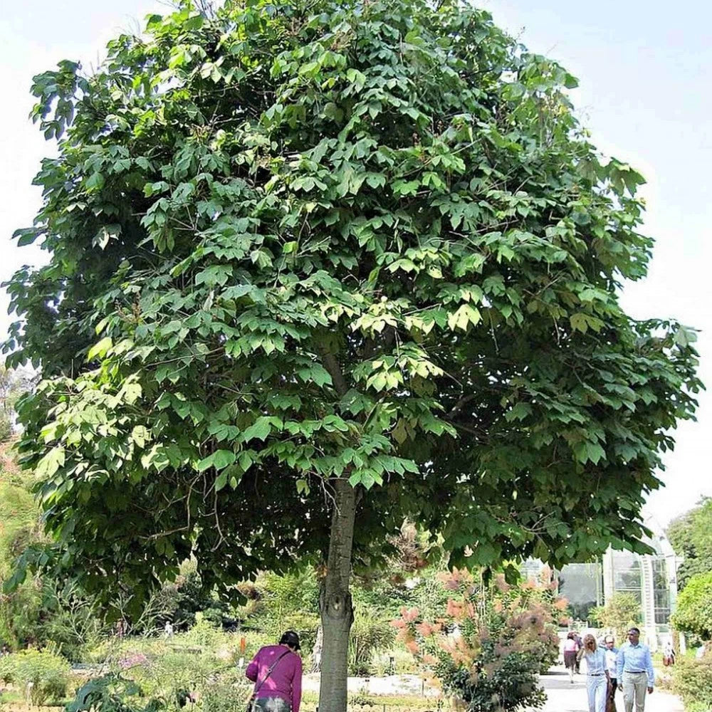 CHINESE PARASOL TREE Firmiana Simplex - 10+ SEEDS