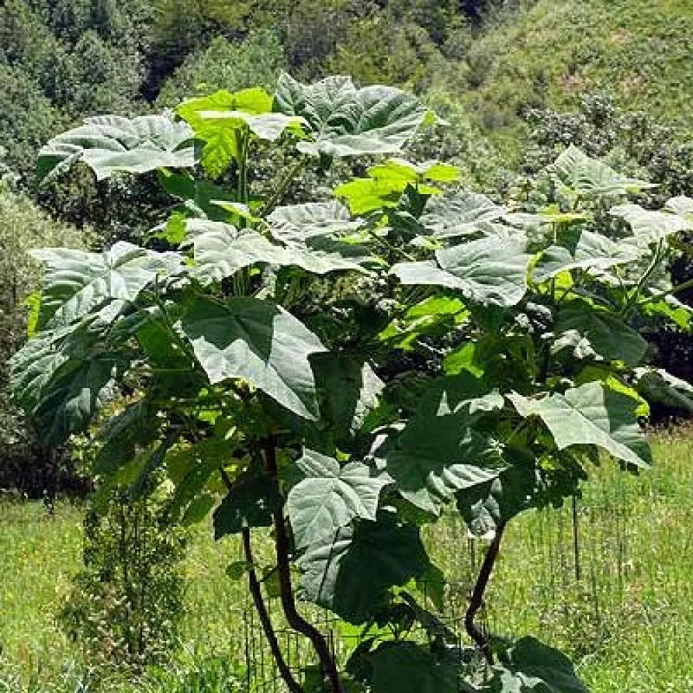 BEAUTIFUL PAULOWNIA TREE Paulownia Elongata - 200+ SEEDS. FREE S&H