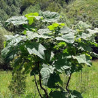 BEAUTIFUL PAULOWNIA TREE Paulownia Elongata - 200+ SEEDS. FREE S&H