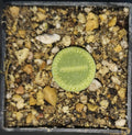Lithops aucampiae subs. euniceae cv. Bellaketty c48a, phyto available