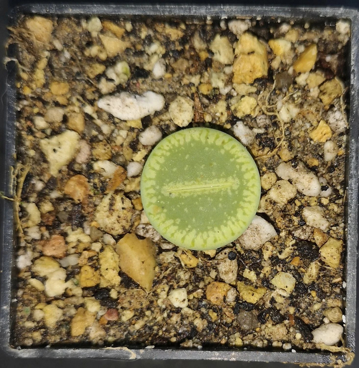 Lithops aucampiae subs. euniceae cv. Bellaketty c48a, phyto available