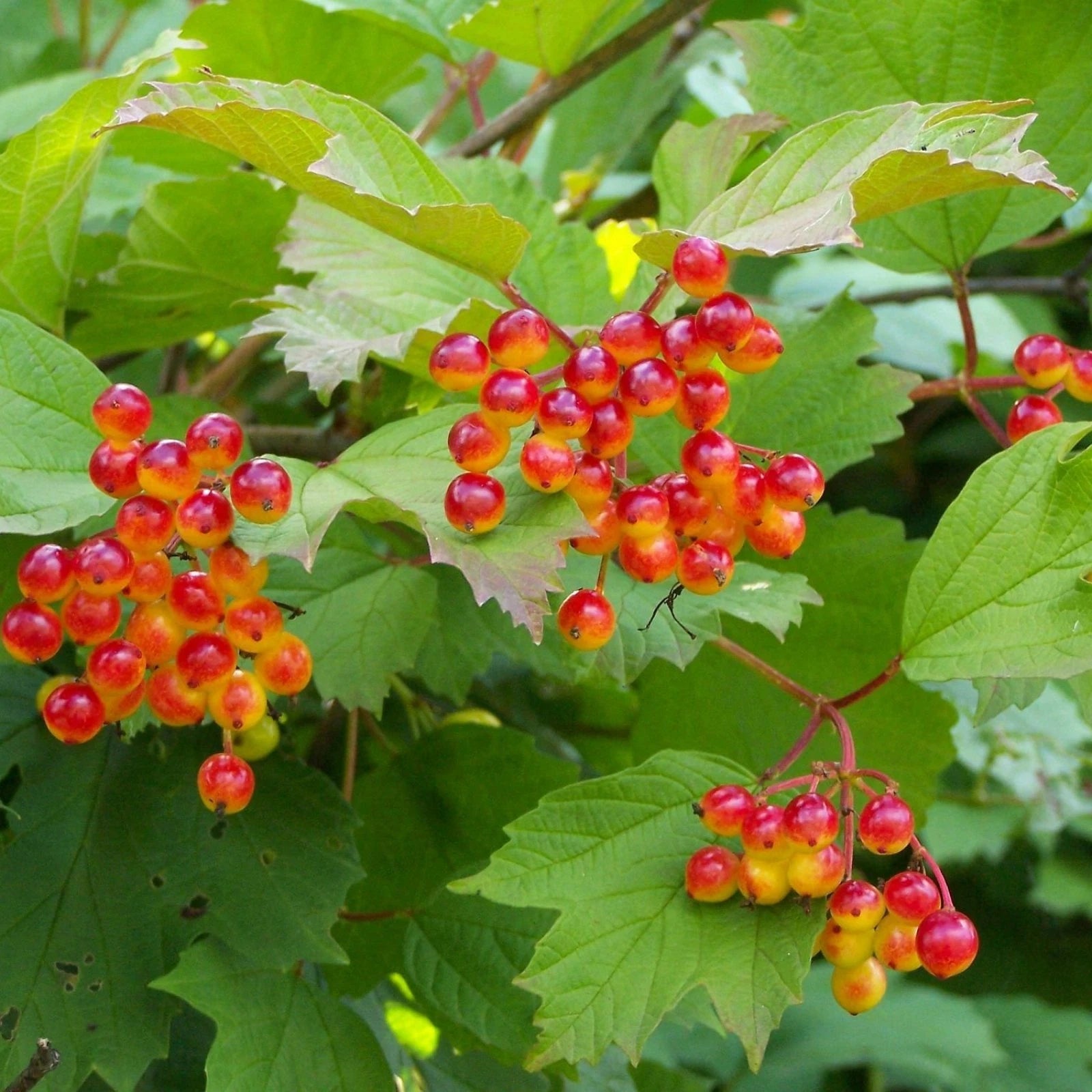 EUROPEAN CRANBERRYBUSH Viburnum Opulus - 6 SEEDS