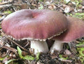 1 LB Wine Cap mushroom Grain Spawn US Seller!!!