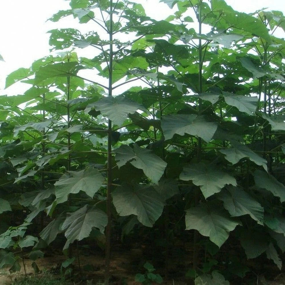 SHANTONG HYBRID Paulownia Shan Tong - 2000+ SEEDS
