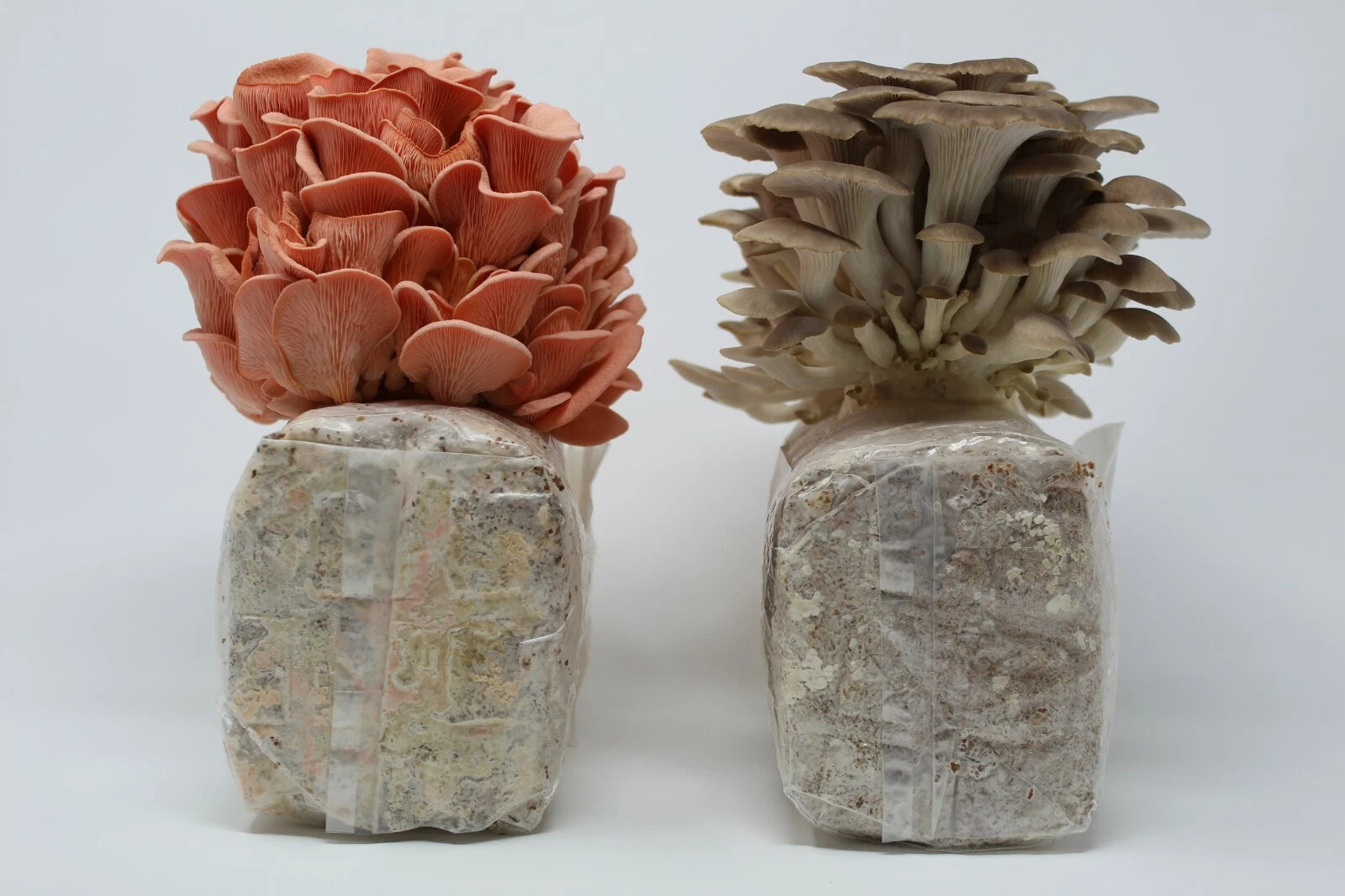 Pink and Brown Oyster Mushroom Growing Farm - Edible Oyster Mushroom Growing Kit