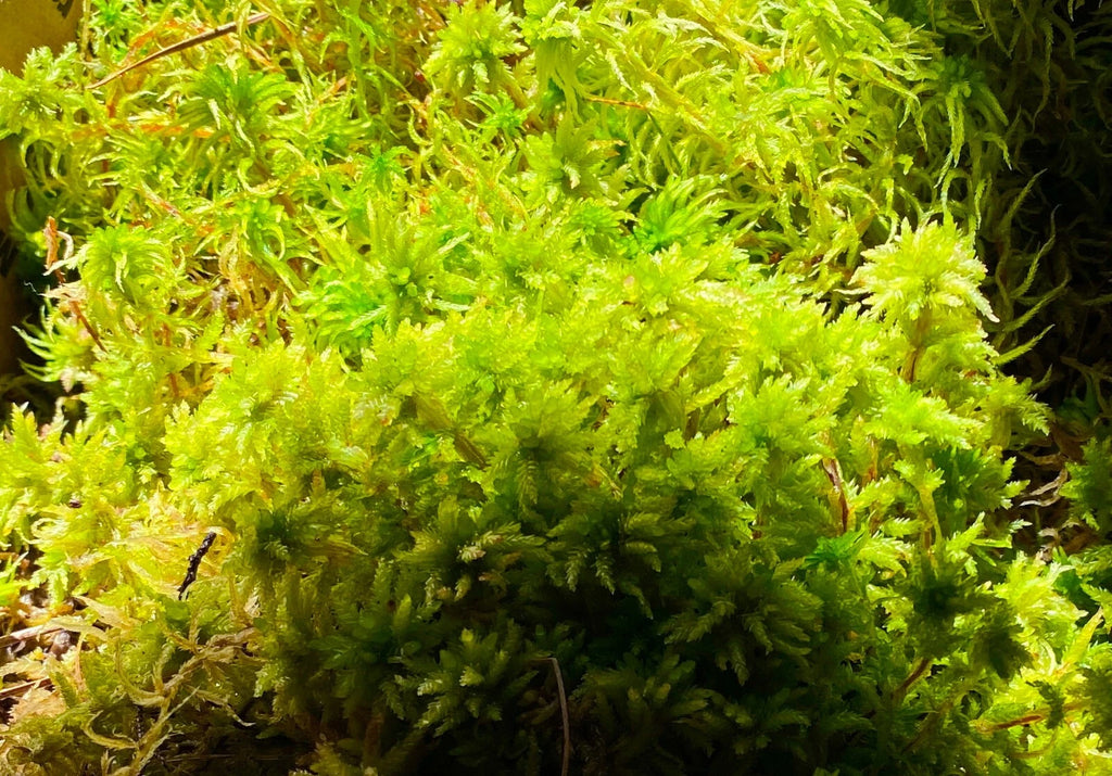 Premium Live Organic Sphagnum Moss Orchid Terrarium Carnivorous Plants 1GL ~3LB