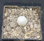 Epithelantha ilariae, Bustamente, NL.,  read description!,  read description!