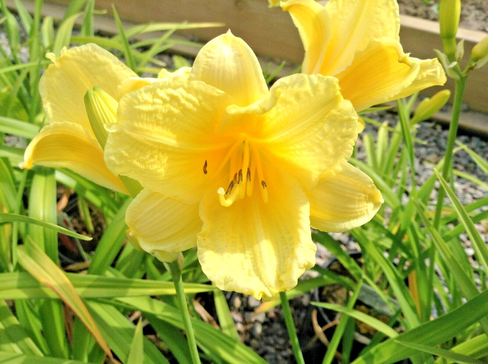 10 HAPPY RETURNS DAYLILY SEEEDS - Hemerocallis 'Happy Returns'
