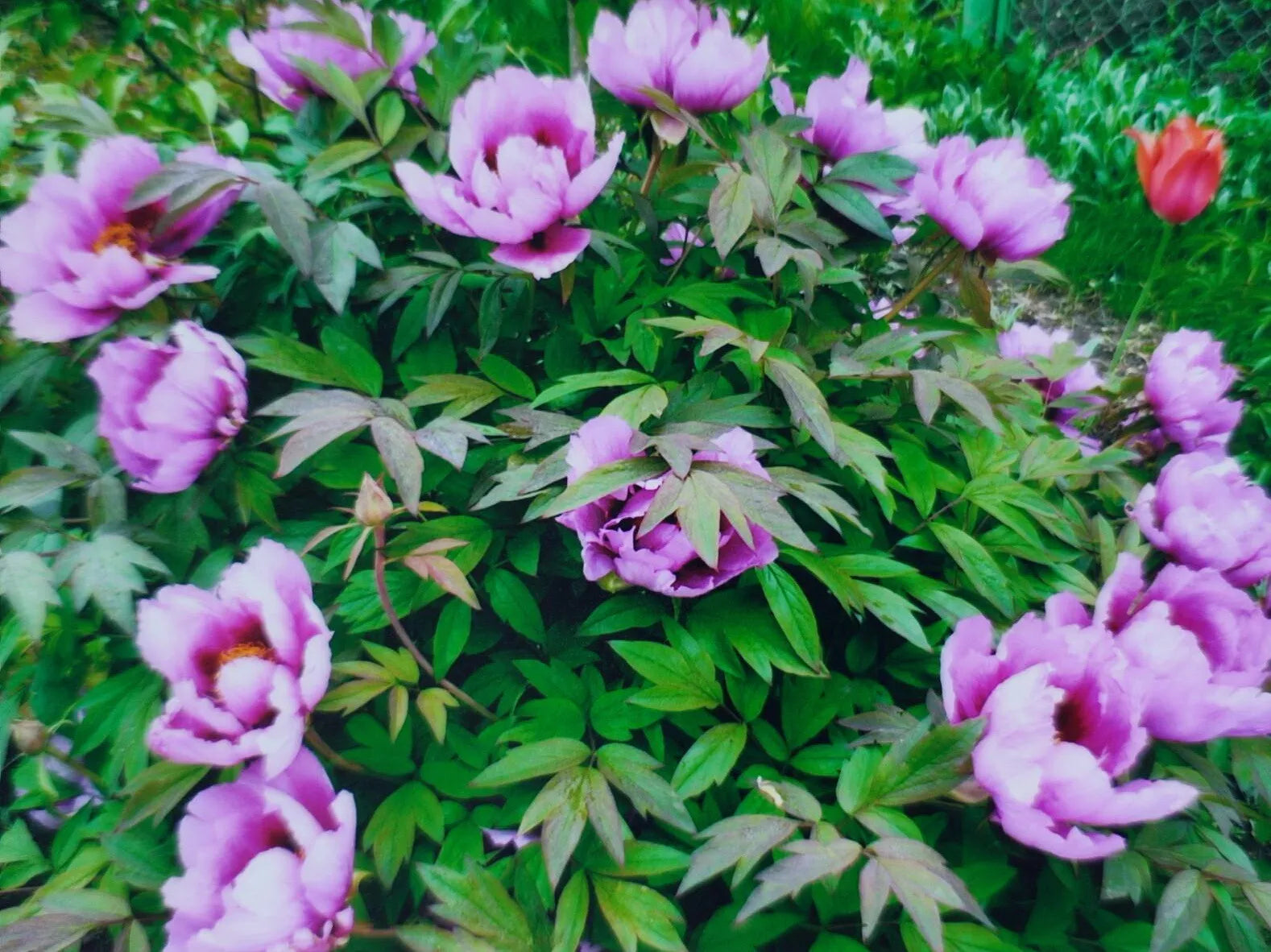 12 / 50 / 100 Seeds Tree Peony, Paeonia Rockii  - Hardy Perennial Flower
