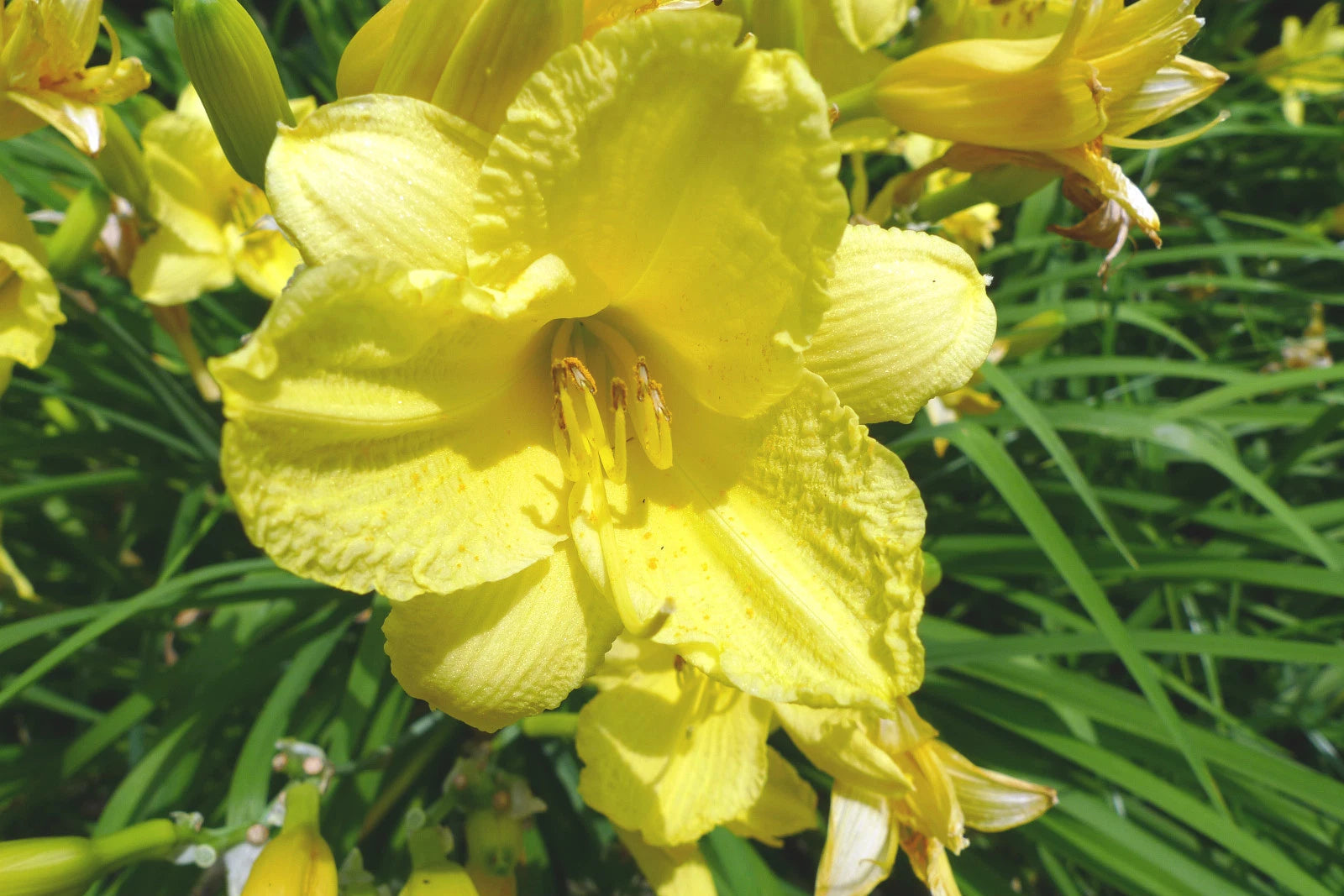 25 YELLOW STELLA DE ORO DAYLILY SEEEDS