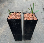 Welwitschia mirabilis regular size