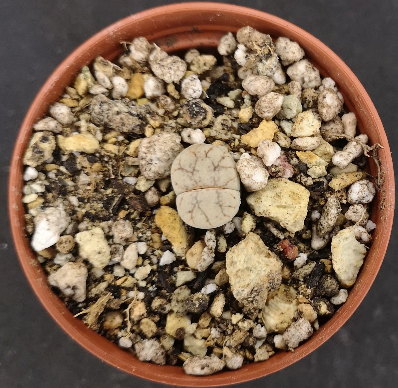 Lithops werneri C188 , phyto available
